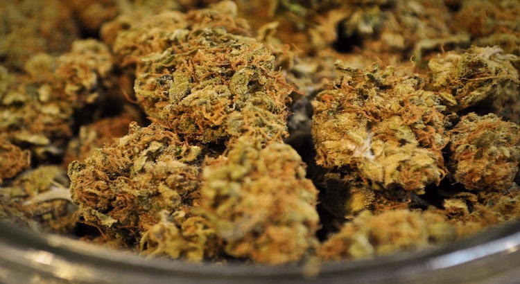 GrapeCrushMarijuana