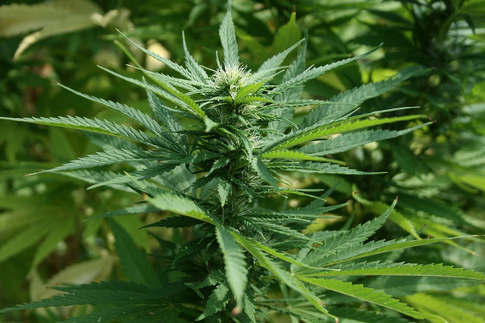 cannabis marijuana plant
