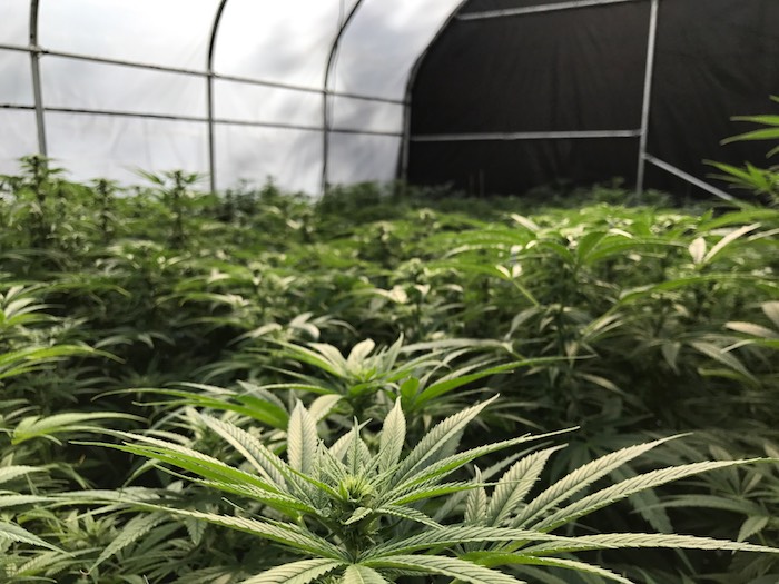 cannabis grown by Cannafornia