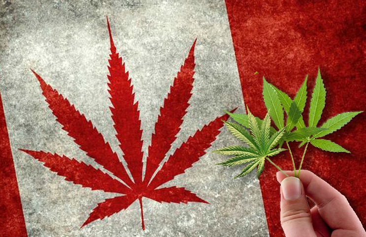 Canadian flag with cannabis leaves