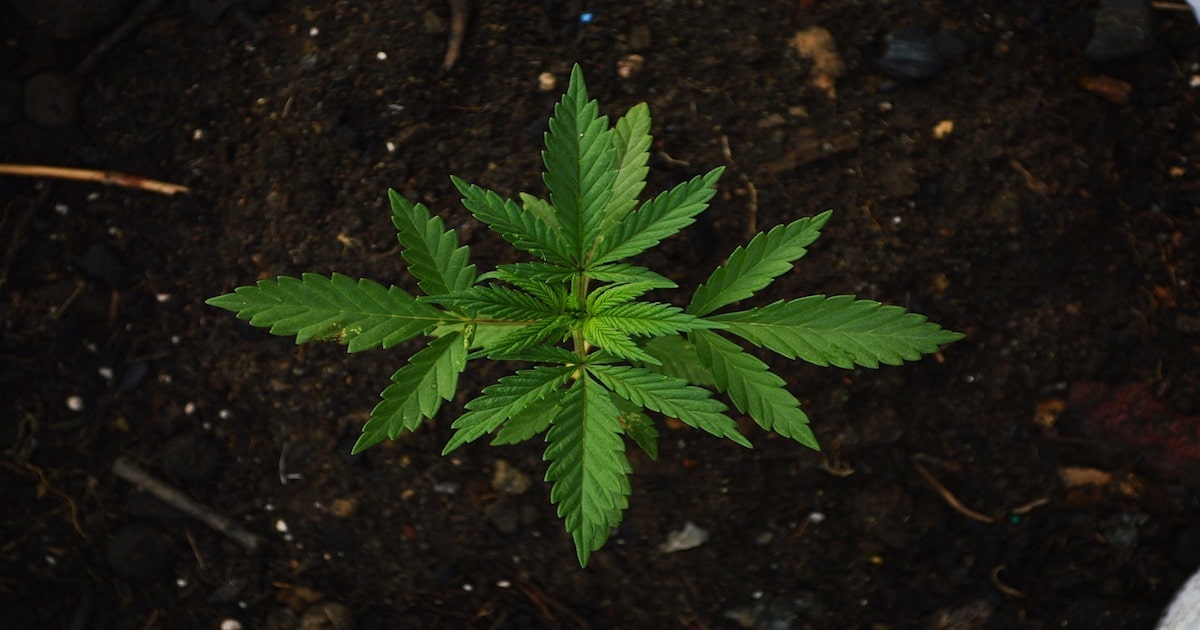 cannabis seedling plant