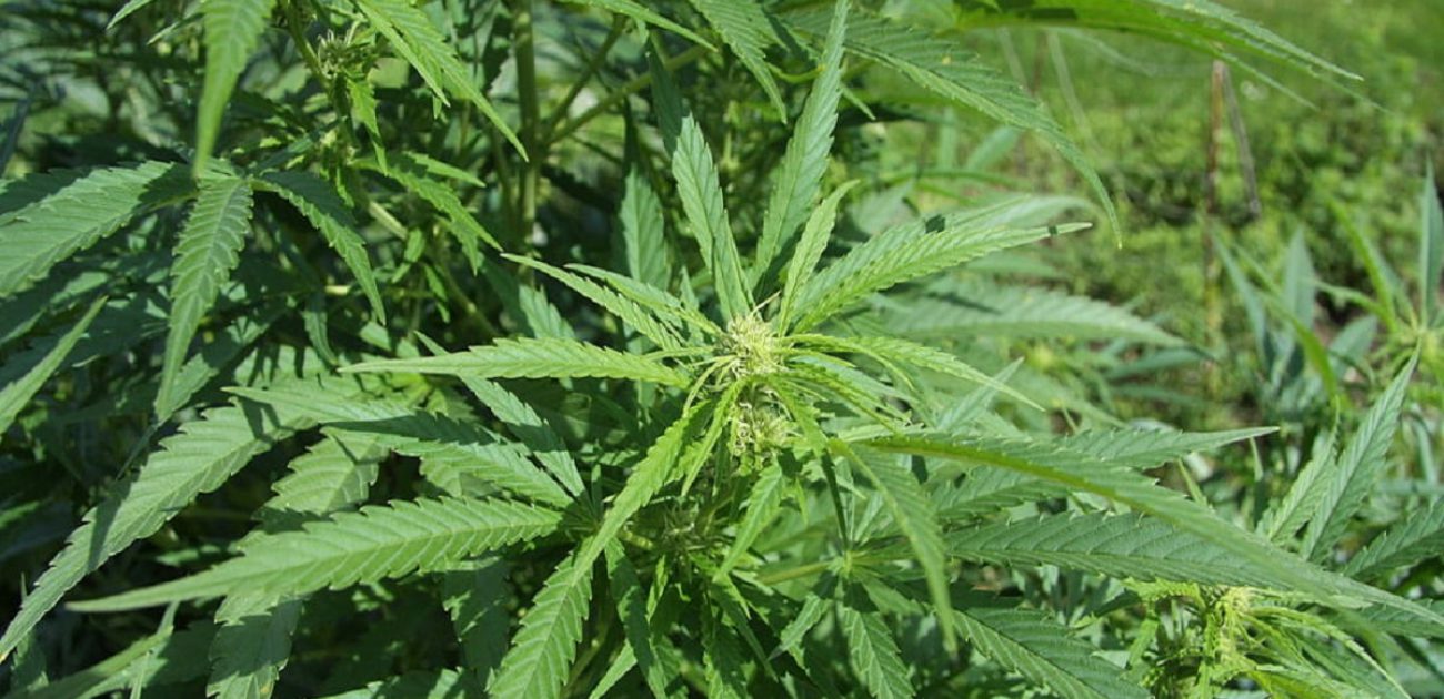 How Popular Will Pick-Your-Own Hemp Fields Be In The Future?