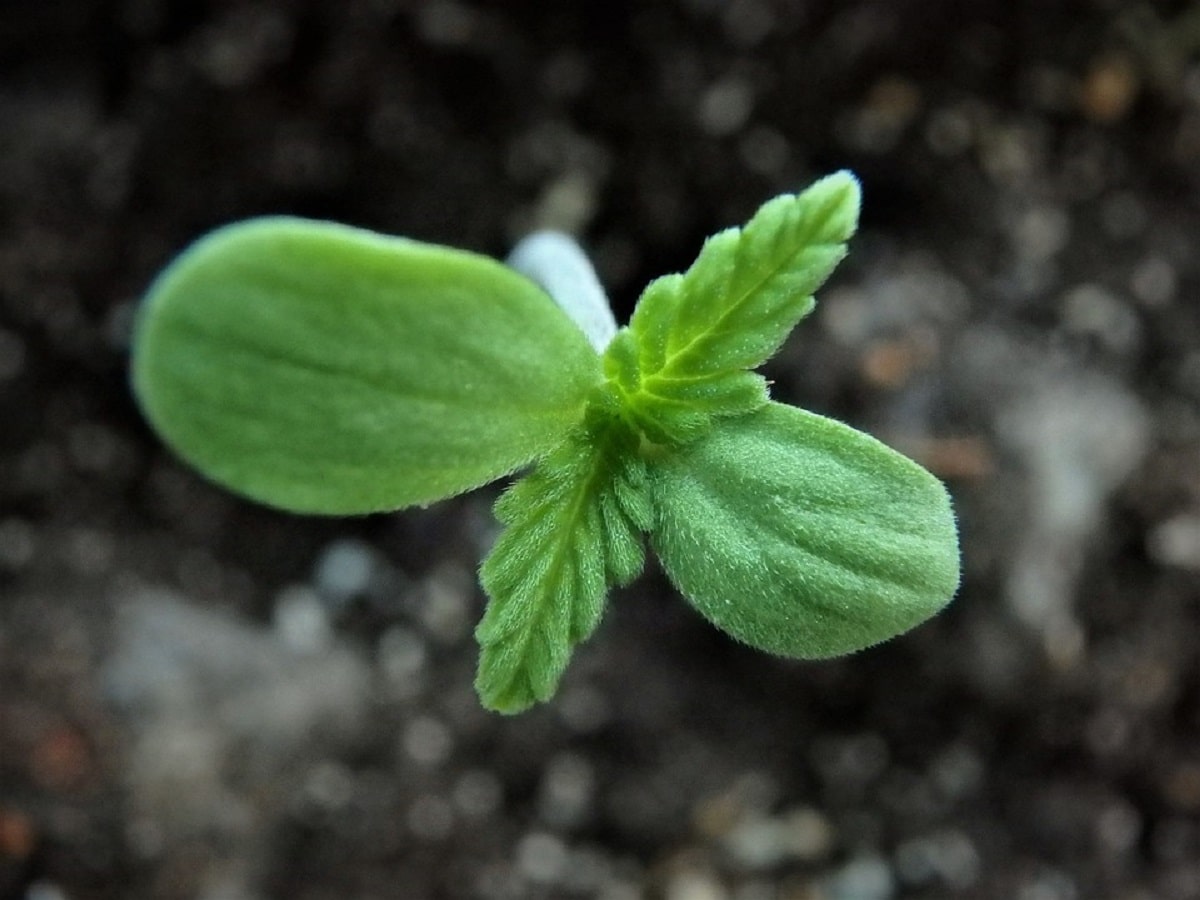 hemp seed clone plant cbd