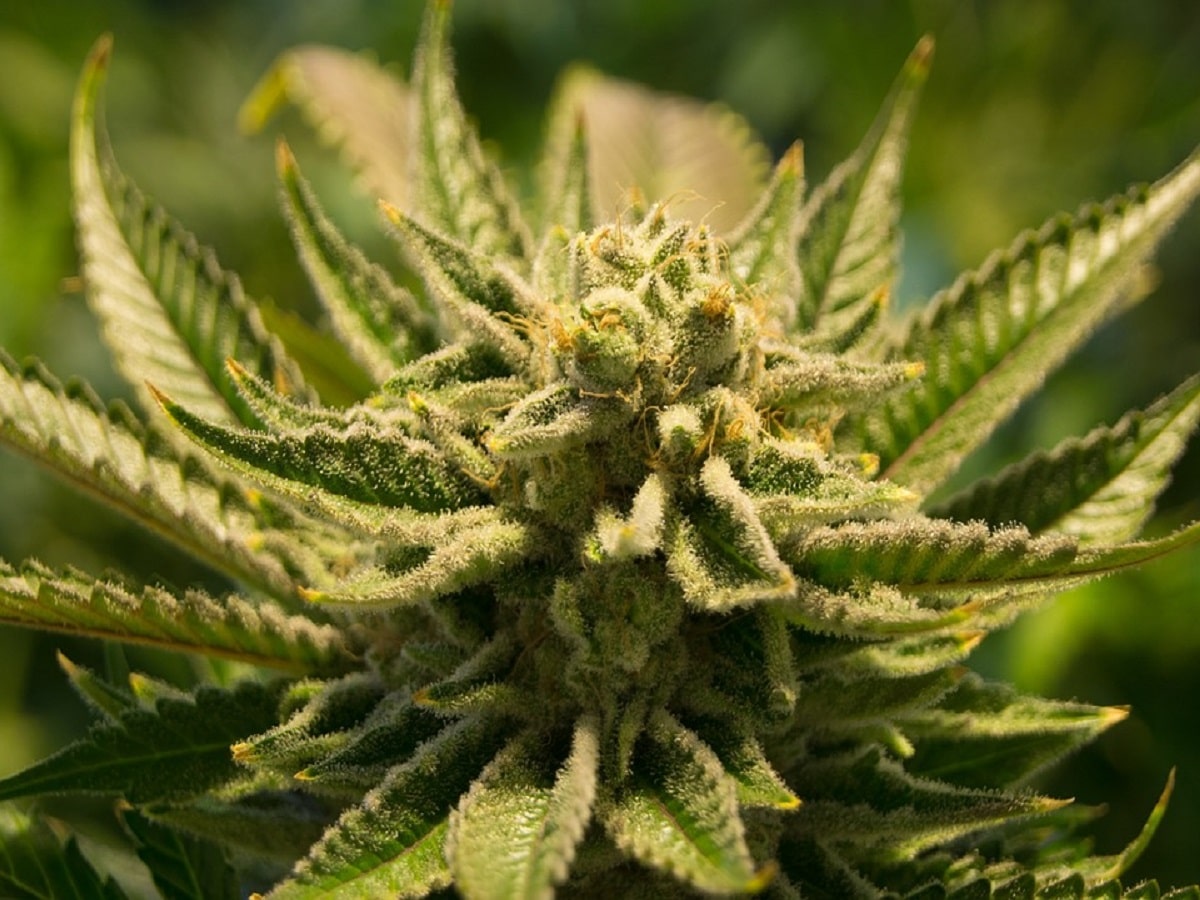 cannabis plant flower