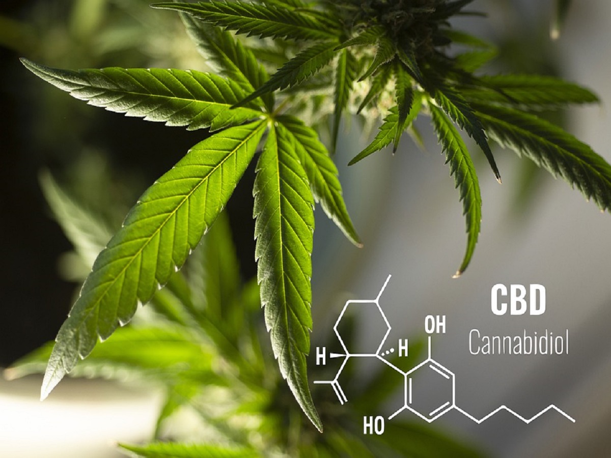CBD cannabis leaf plant