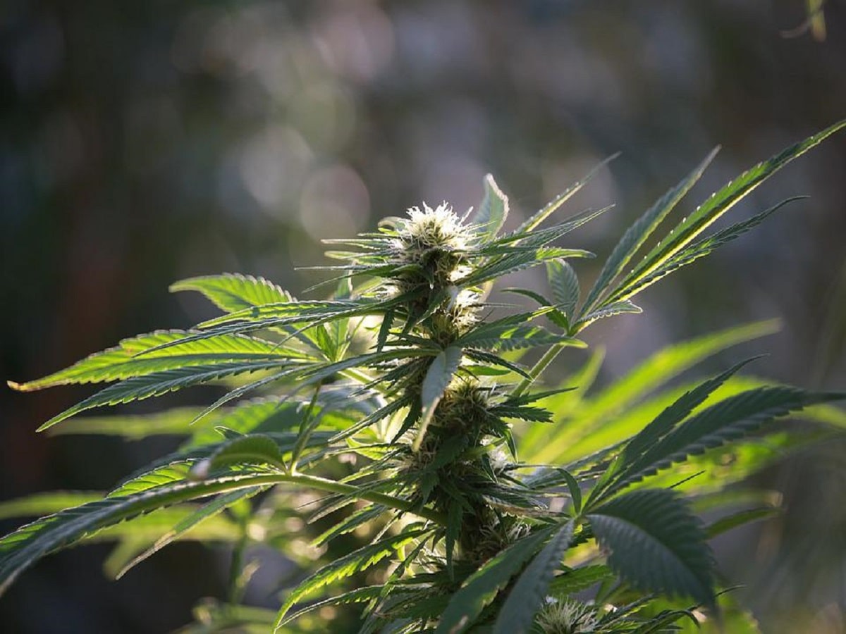 hemp-cannabis-flower-plant-garden-outdoor