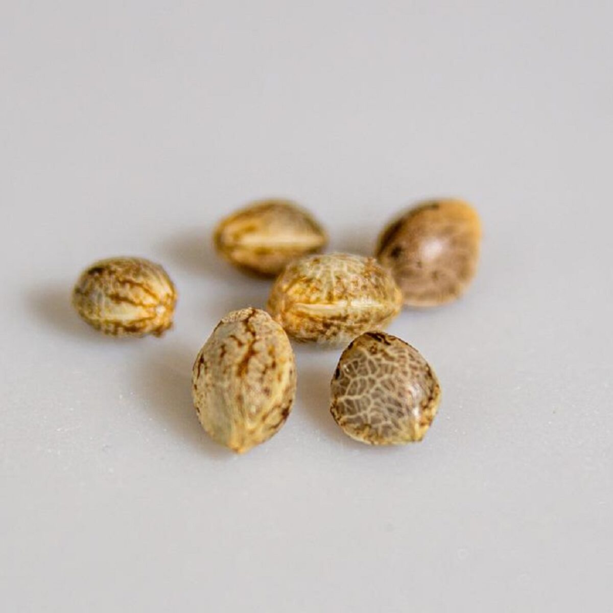 cannabis-seeds-1200x1200-cropped.jpg
