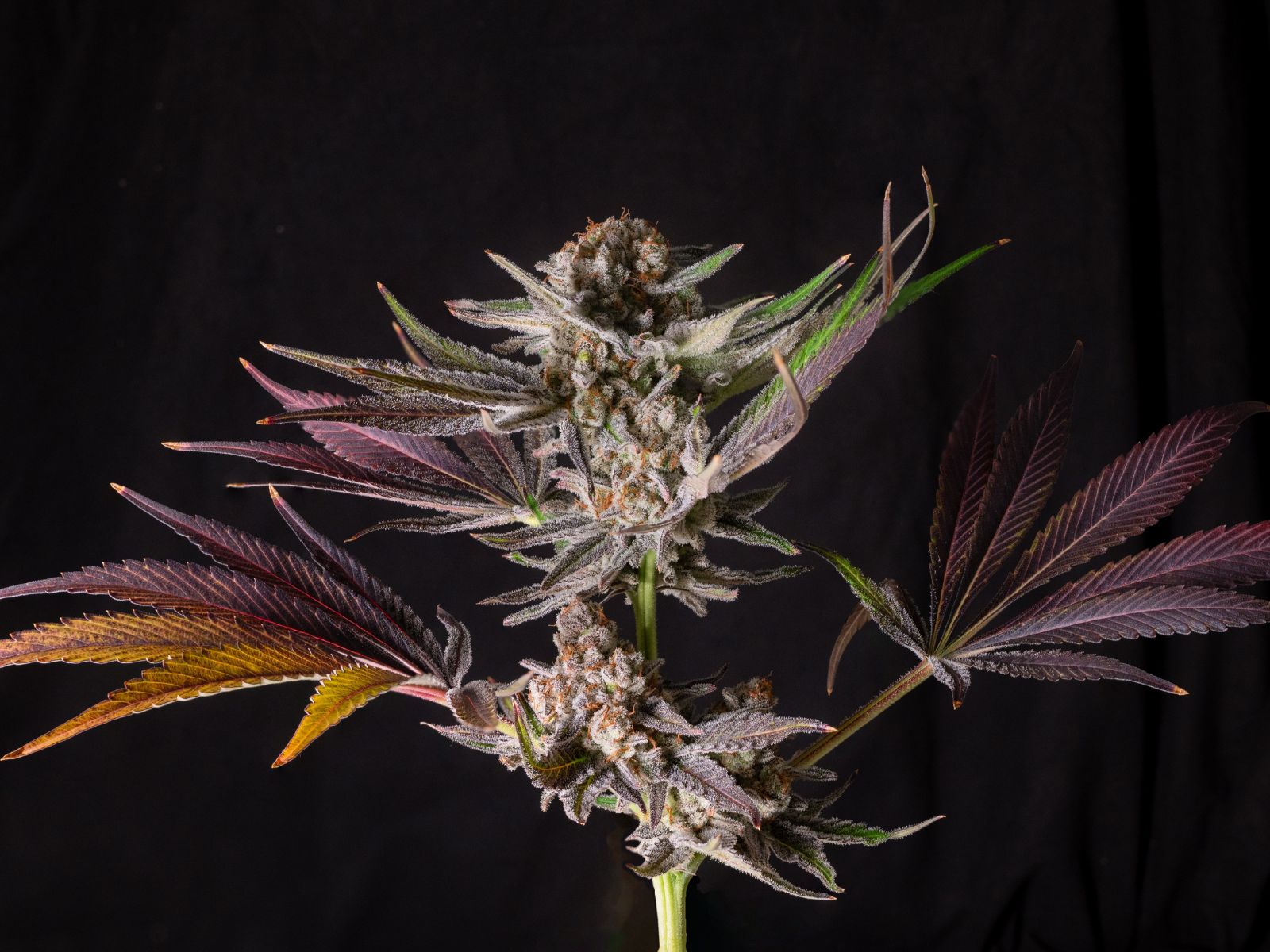 cannabis plant flower bud