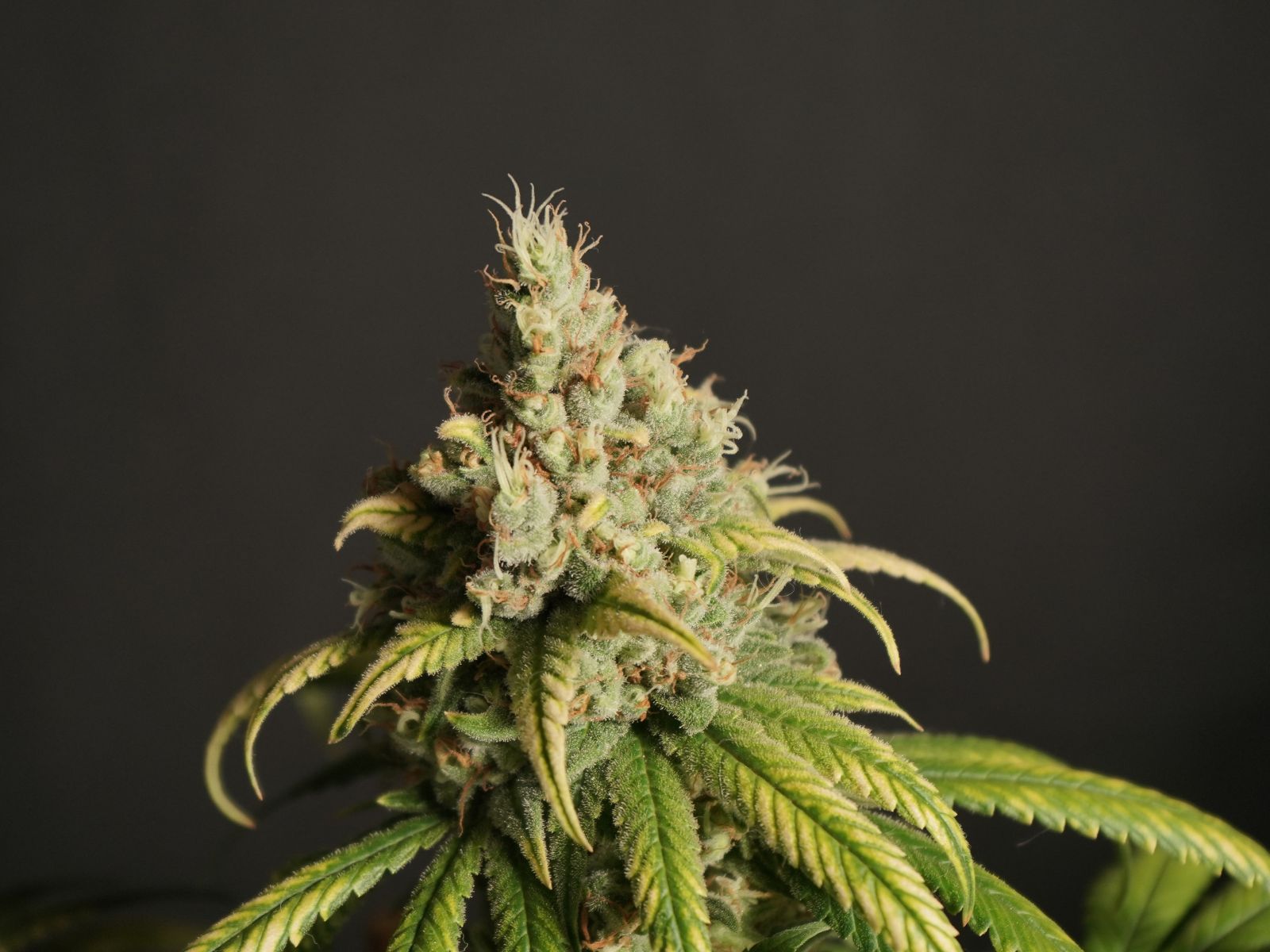 cannabis plant bud cola